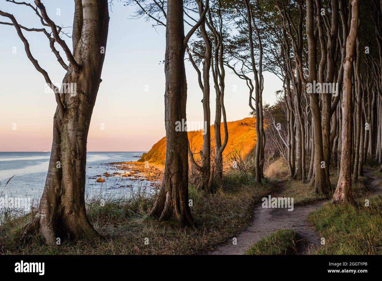 Buche (Fagus sylvatica), Weg durch einen Buchenwald an der Nordküste Rügens, blick auf die Ostsee, Deutschland, Mecklenburg-West Stockfoto