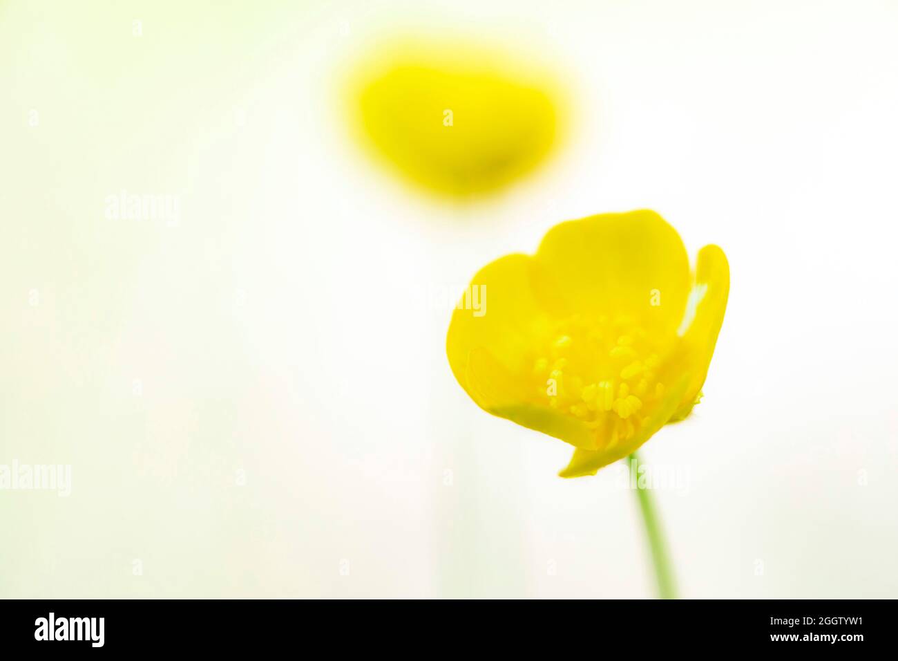 Hoher Butterhut, aufrechter Wiesenkrähenfuß (Ranunculus acris, Ranunculus acer), Blume, eine weitere im Hintergrund verschwommene Blume, Deutschland, Bayern Stockfoto
