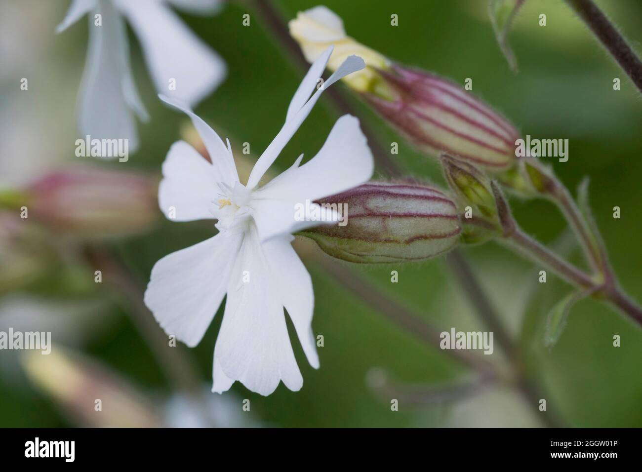 White Campion (Silene Latifolia Subspecies Alba, Silene Alba, Silene Pratensis, Melandrium Album), Blume, Deutschland Stockfoto