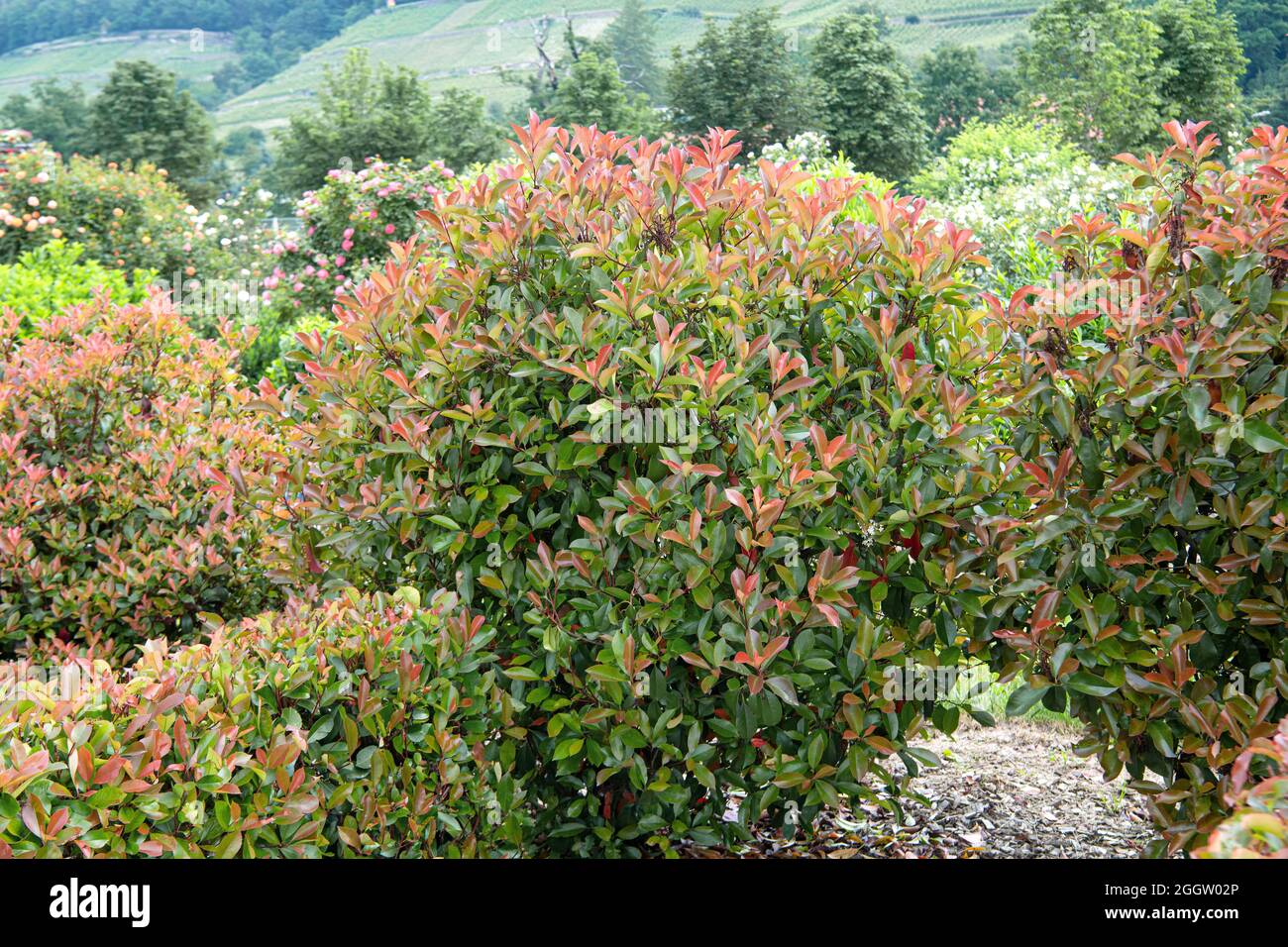 Fraser photinia (Photinia x fraseri 'Red Robin', Photinia x fraseri Red Robin, Photinia fraseri), Blätter der Sorte Red Robin, Deutschland Stockfoto