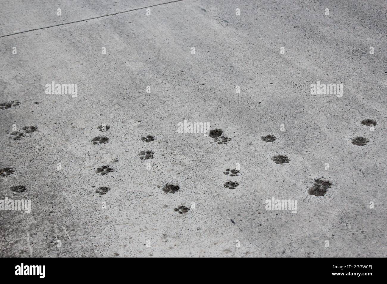 Katzenpfandbilder auf der Betonstraße. Uns die Katzen zu zeigen, gehört zu unserem täglichen Leben. Niedliche Tierpfoten Stockfoto