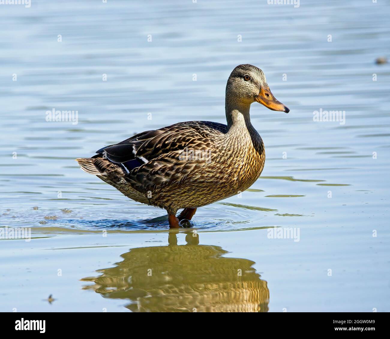 Enten auf der Suche nach Nahrung an einem Ohio See Stockfoto