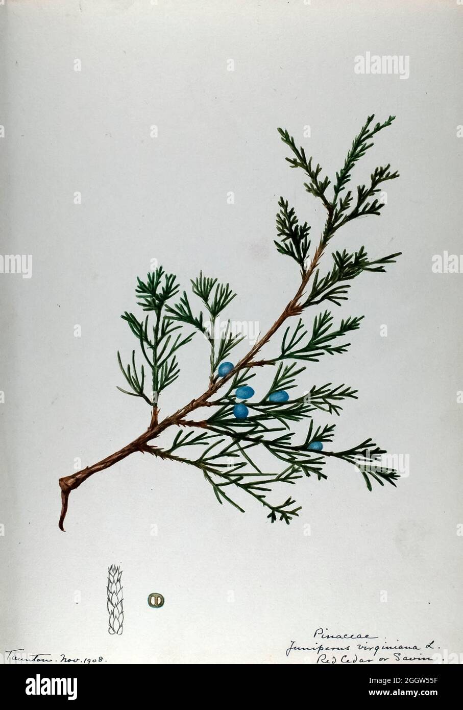 Skizzenbuch 1 - Aquarellskizzen von Pflanzen Nordamerikas und Europas [Grafik], gemalt zwischen Juni 1888 bis September 1910 von Helen Sharp. Achtzehn Alben von Aquarellskizzen von Helen Sharp über blühende Pflanzen und Sträucher, die in den Vereinigten Staaten, insbesondere in Neuengland, sowie in Bermuda und Teilen Europas, verbreitet sind, datiert zwischen Juni 1888 und September 1910. Skizzen in Wasserfarbe und Tusche auf Papier (26 x 18 cm oder kleiner) enthalten botanische Bildunterschriften in lateinischer Sprache, sowie Sharps Notizen über den gemeinsamen Namen und die physikalischen Eigenschaften jeder Pflanze sowie den Ort und das Datum der Zeichnung. Es ist ja so Stockfoto