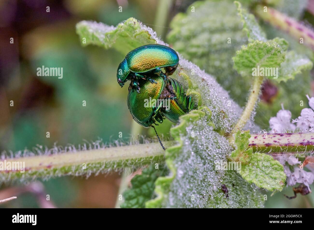 Brüchige Käfer Paaren Sich Stockfoto