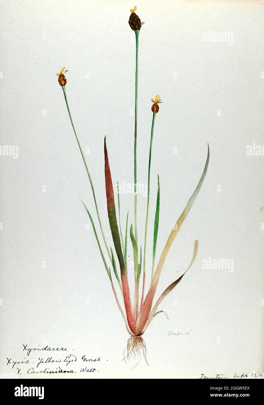 Skizzenbuch 1 - Aquarellskizzen von Pflanzen Nordamerikas und Europas [Grafik], gemalt zwischen Juni 1888 bis September 1910 von Helen Sharp. Achtzehn Alben von Aquarellskizzen von Helen Sharp über blühende Pflanzen und Sträucher, die in den Vereinigten Staaten, insbesondere in Neuengland, sowie in Bermuda und Teilen Europas, verbreitet sind, datiert zwischen Juni 1888 und September 1910. Skizzen in Wasserfarbe und Tusche auf Papier (26 x 18 cm oder kleiner) enthalten botanische Bildunterschriften in lateinischer Sprache, sowie Sharps Notizen über den gemeinsamen Namen und die physikalischen Eigenschaften jeder Pflanze sowie den Ort und das Datum der Zeichnung. Es ist ja so Stockfoto