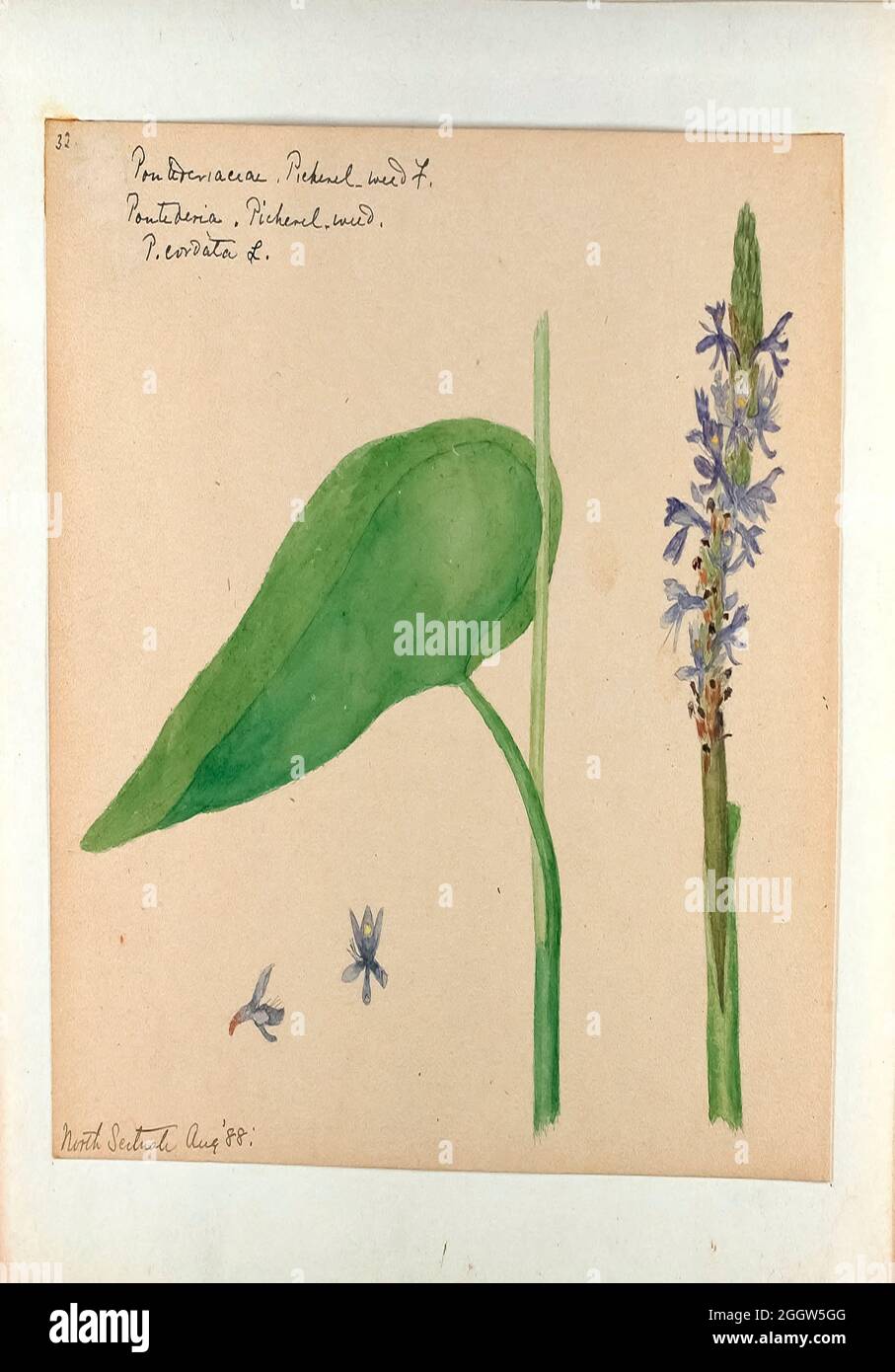Skizzenbuch 1 - Aquarellskizzen von Pflanzen Nordamerikas und Europas [Grafik], gemalt zwischen Juni 1888 bis September 1910 von Helen Sharp. Achtzehn Alben von Aquarellskizzen von Helen Sharp über blühende Pflanzen und Sträucher, die in den Vereinigten Staaten, insbesondere in Neuengland, sowie in Bermuda und Teilen Europas, verbreitet sind, datiert zwischen Juni 1888 und September 1910. Skizzen in Wasserfarbe und Tusche auf Papier (26 x 18 cm oder kleiner) enthalten botanische Bildunterschriften in lateinischer Sprache, sowie Sharps Notizen über den gemeinsamen Namen und die physikalischen Eigenschaften jeder Pflanze sowie den Ort und das Datum der Zeichnung. Es ist ja so Stockfoto