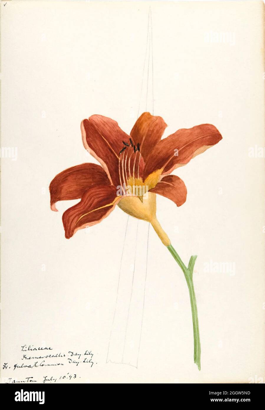 Skizzenbuch 2 - Aquarellskizzen von Pflanzen Nordamerikas und Europas [Grafik], gemalt zwischen Juni 1888 bis September 1910 von Helen Sharp. Achtzehn Alben von Aquarellskizzen von Helen Sharp über blühende Pflanzen und Sträucher, die in den Vereinigten Staaten, insbesondere in Neuengland, sowie in Bermuda und Teilen Europas, verbreitet sind, datiert zwischen Juni 1888 und September 1910. Skizzen in Wasserfarbe und Tusche auf Papier (26 x 18 cm oder kleiner) enthalten botanische Bildunterschriften in lateinischer Sprache, sowie Sharps Notizen über den gemeinsamen Namen und die physikalischen Eigenschaften jeder Pflanze sowie den Ort und das Datum der Zeichnung. Es ist ja so Stockfoto