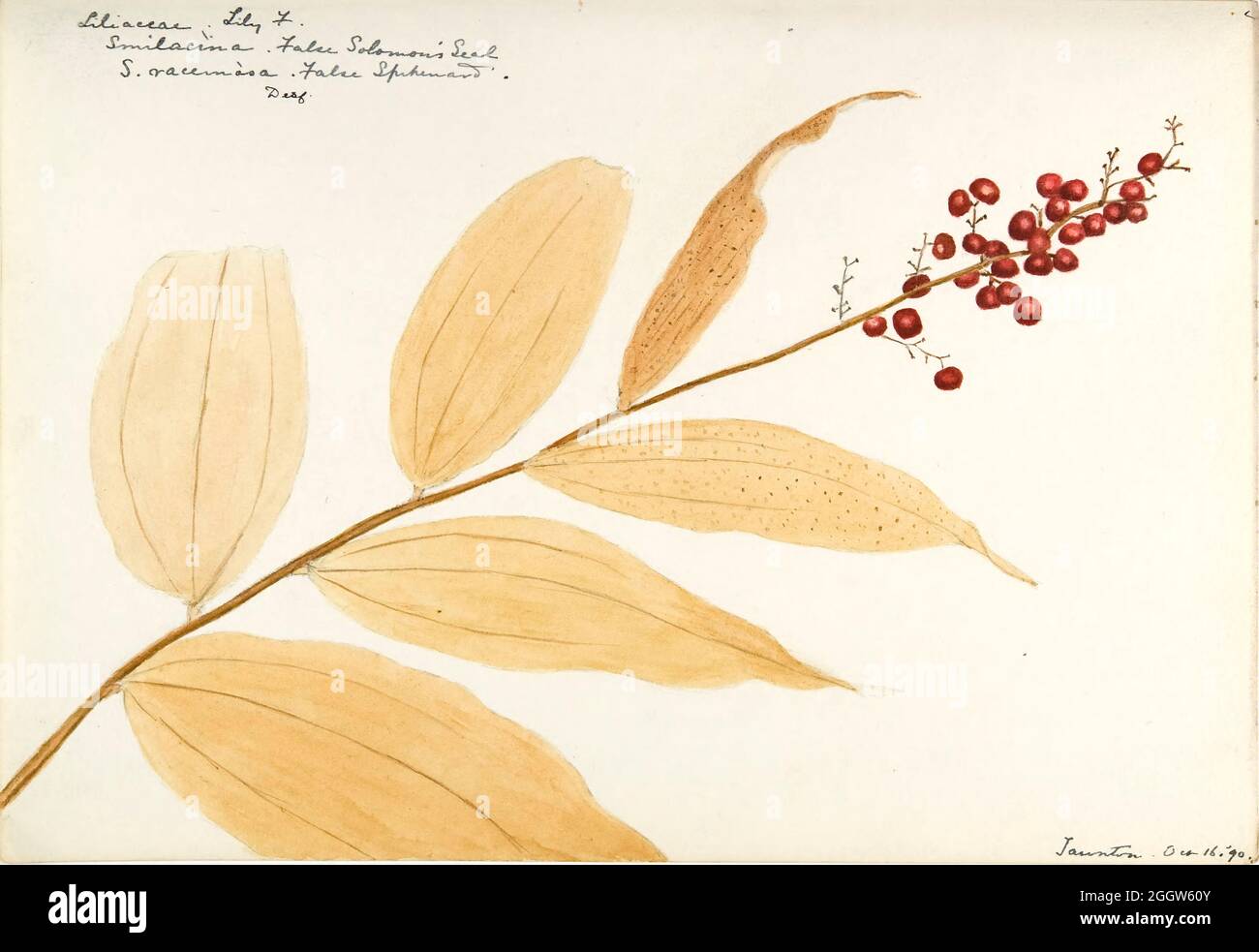 Skizzenbuch 2 - Aquarellskizzen von Pflanzen Nordamerikas und Europas [Grafik], gemalt zwischen Juni 1888 bis September 1910 von Helen Sharp. Achtzehn Alben von Aquarellskizzen von Helen Sharp über blühende Pflanzen und Sträucher, die in den Vereinigten Staaten, insbesondere in Neuengland, sowie in Bermuda und Teilen Europas, verbreitet sind, datiert zwischen Juni 1888 und September 1910. Skizzen in Wasserfarbe und Tusche auf Papier (26 x 18 cm oder kleiner) enthalten botanische Bildunterschriften in lateinischer Sprache, sowie Sharps Notizen über den gemeinsamen Namen und die physikalischen Eigenschaften jeder Pflanze sowie den Ort und das Datum der Zeichnung. Es ist ja so Stockfoto