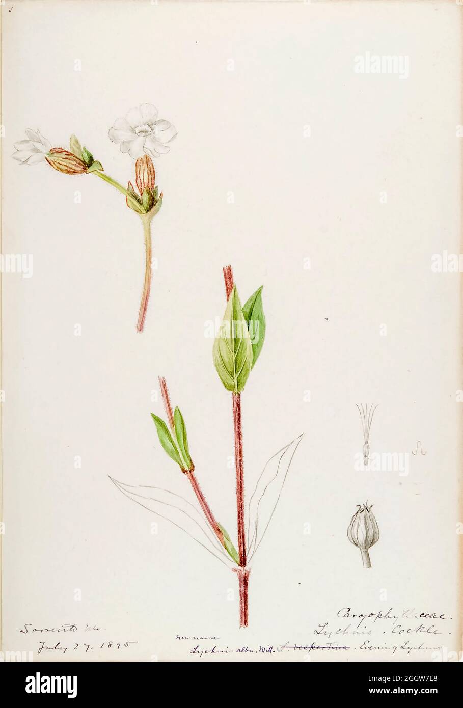 Skizzenbuch 5 - Aquarellskizzen von Pflanzen Nordamerikas und Europas [Grafik], gemalt zwischen Juni 1888 bis September 1910 von Helen Sharp. Achtzehn Alben von Aquarellskizzen von Helen Sharp über blühende Pflanzen und Sträucher, die in den Vereinigten Staaten, insbesondere in Neuengland, sowie in Bermuda und Teilen Europas, verbreitet sind, datiert zwischen Juni 1888 und September 1910. Skizzen in Wasserfarbe und Tusche auf Papier (26 x 18 cm oder kleiner) enthalten botanische Bildunterschriften in lateinischer Sprache, sowie Sharps Notizen über den gemeinsamen Namen und die physikalischen Eigenschaften jeder Pflanze sowie den Ort und das Datum der Zeichnung. Es ist ja so Stockfoto