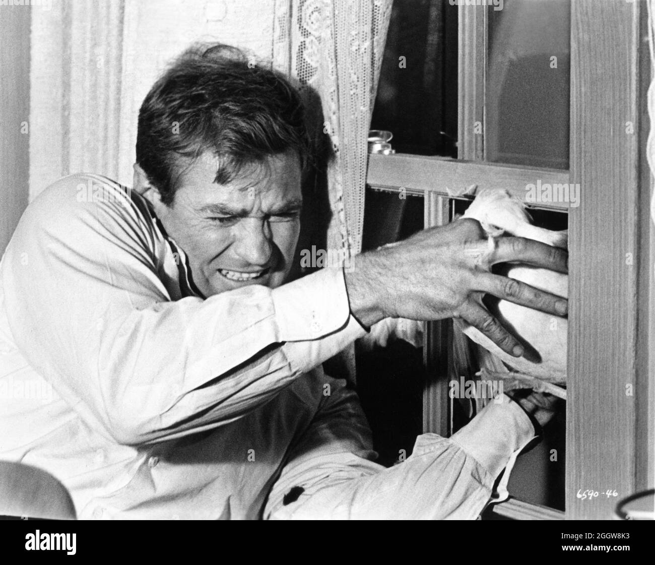 ROD TAYLOR in THE BIRDS 1963 Regisseur ALFRED HITCHCOCK aus der Geschichte von Daphne Du Maurier Drehbuch Evan Hunter Alfred J. Hitchcock Productions / Universal Pictions Stockfoto