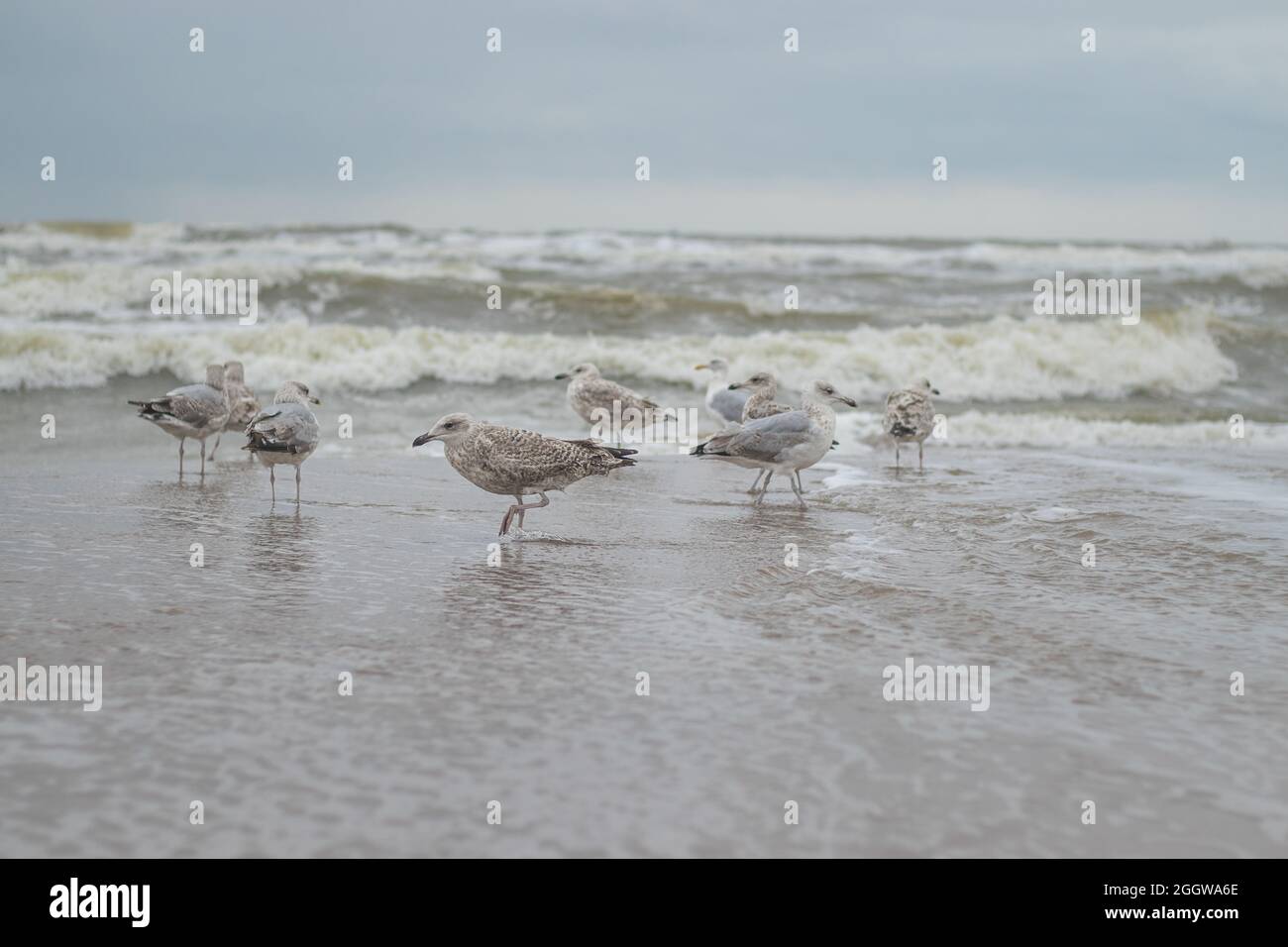 Europäische Heringsmöwen, die an der niederländischen Küste auf der Suche nach Nahrung stehen (Kijkduin, Den Haag, Niederlande) Stockfoto