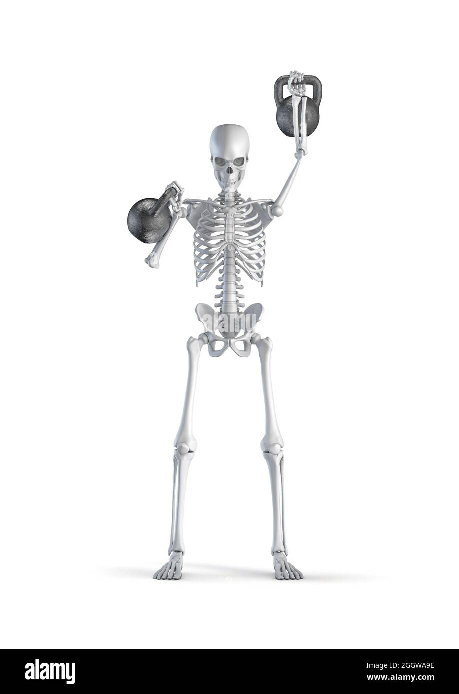 Fitness Skelett Kettlebell - 3D-Illustration von männlichen menschlichen Skelett Figur heben schwere Paar Kettlebells isoliert auf weißem Studio-Hintergrund Stockfoto