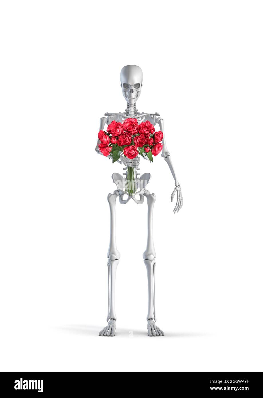 Skelett mit Rosen - 3D-Darstellung der männlichen menschlichen Skelett Figur hält Strauß von roten Rosen isoliert auf weißem Studio-Hintergrund Stockfoto