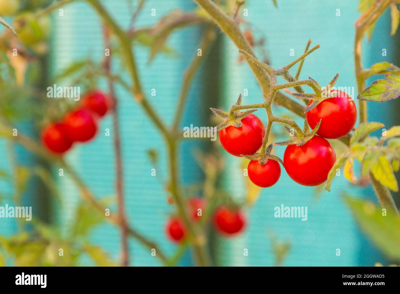 Kleine Kirschtomate (Solanum lycopersicum cerasiforme) auf dem Balkon angebaut Stockfoto