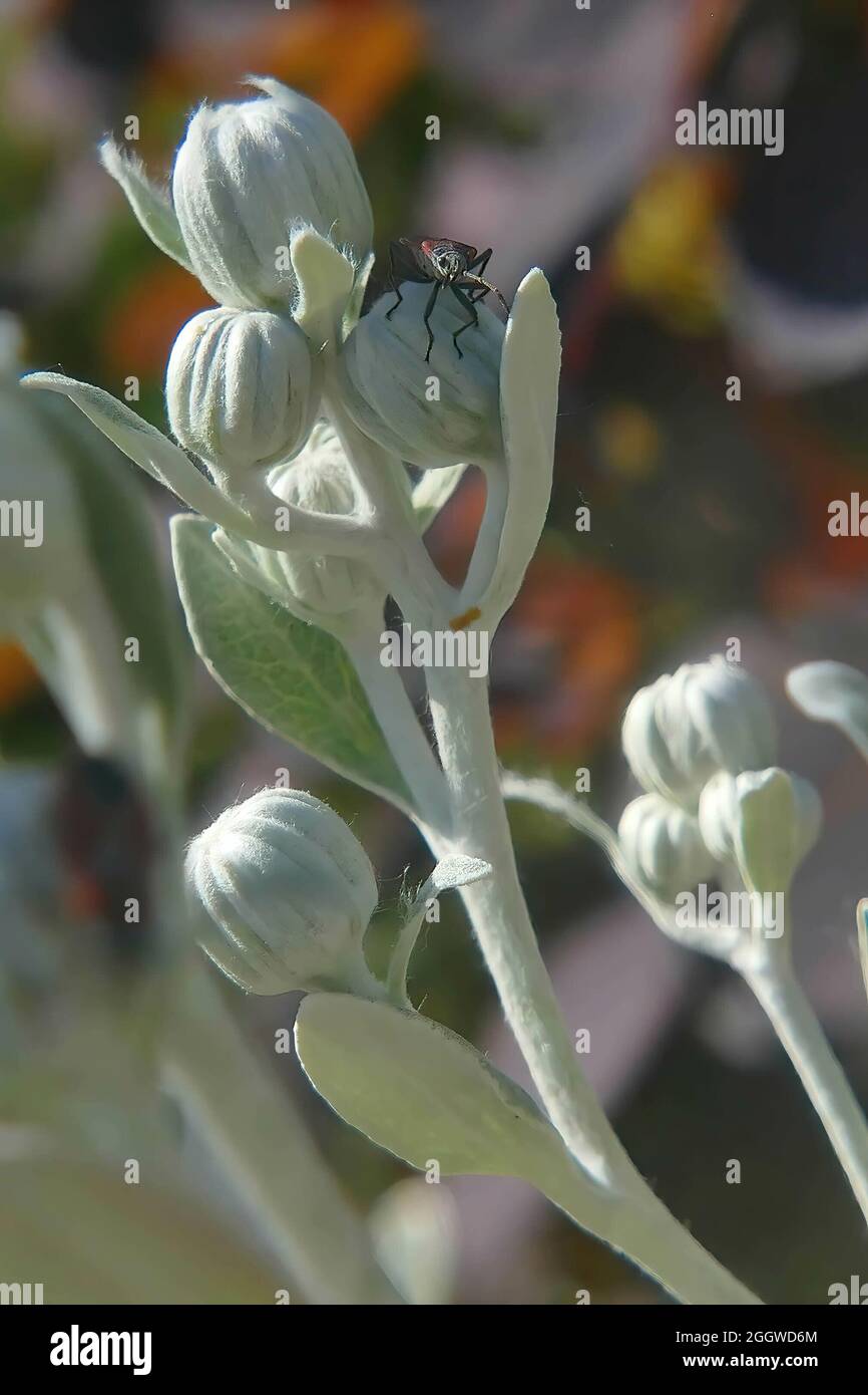 Nahaufnahme eines Käfers auf einer Senecio-Grayi-Blütenknospe vor grünem Hintergrund Stockfoto