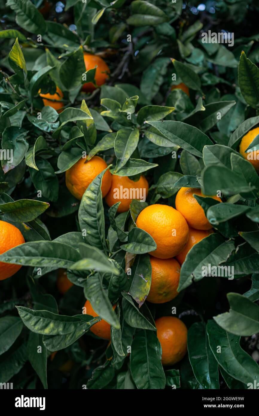 Vertikale Aufnahme eines Mandarinenbaums mit Früchten und grünen Blättern Stockfoto
