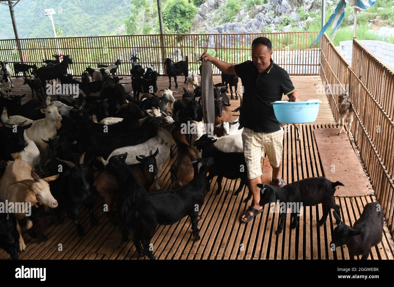 Du'an, Chinas Autonome Region Guangxi Zhuang. September 2021. Ein Dorfbewohner füttert Schafe im Dorf Chihua im Autonomen Bezirk Du'an Yao, südchinesische Autonome Region Guangxi Zhuang, 3. September 2021. Die Bezirksregierung unterstützte die Schafwirtschaft als wirtschaftliche Säule mit mehr als 480,000 Zuchtschafen. Kredit: Lu Boan/Xinhua/Alamy Live Nachrichten Stockfoto