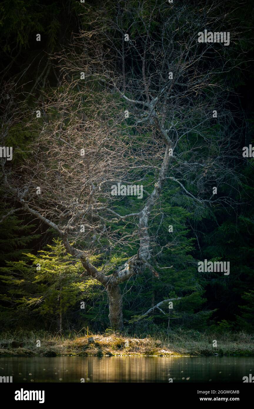 Baum ohne Blätter angeleuchtet im Wald Stockfoto