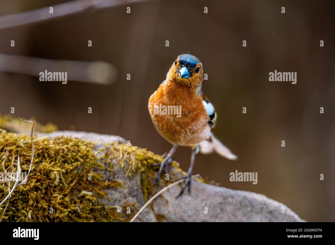Rotkehlchen auf Stein Stockfoto