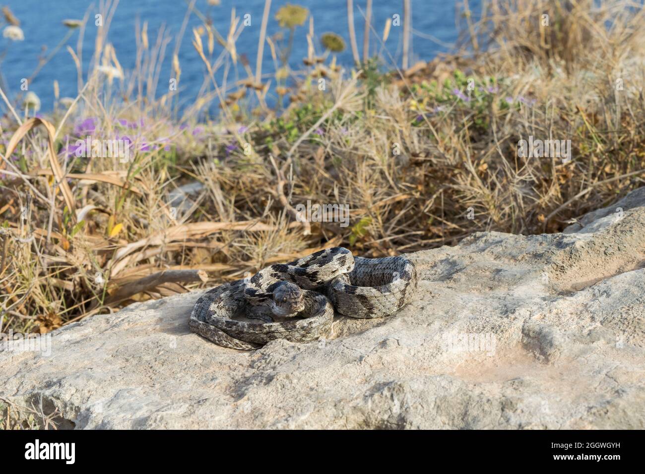 Eine europäische Katzenschlange, oder Soosan Snake, Telescopus fallax, zusammengerollt und starrend, in Malta. Stockfoto