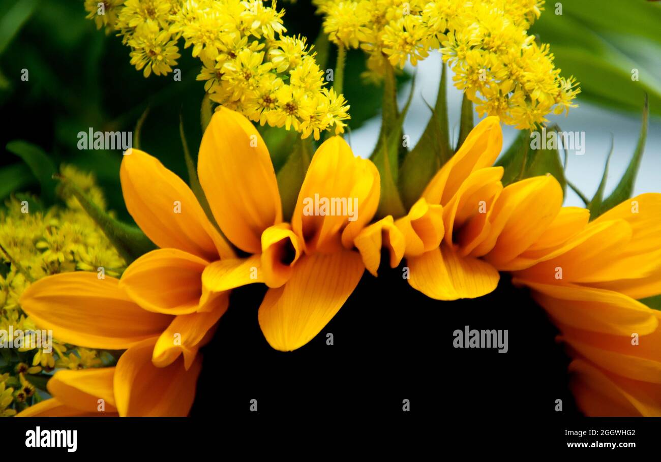 Abstrakte Nahaufnahme von Sonnenblumen, die durch natürliches Licht aus einem nahegelegenen Fenster aufgenommen wurden Stockfoto