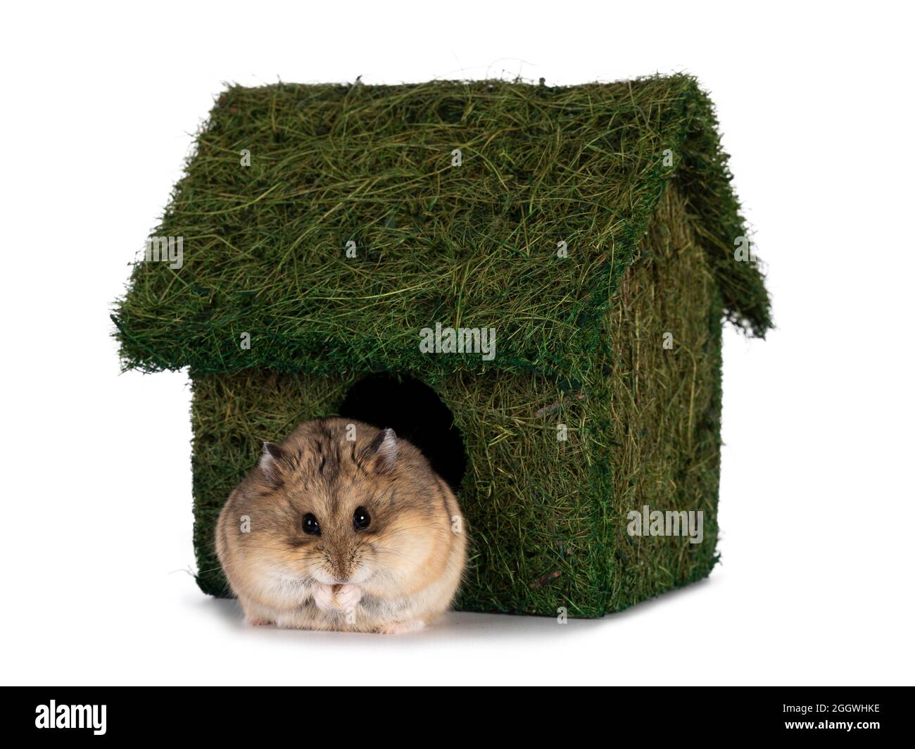 Netter kleiner Hamster, der vor dem grünen Grashaus sitzt. Blick auf Linse mit beady Augen. Isoliert auf einem weißen Hintergrund. Stockfoto