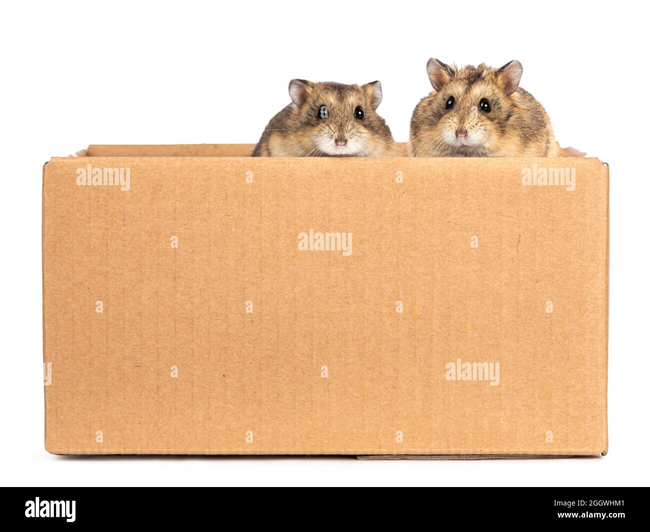 Zwei süße kleine Hamster, die in einem braunen Karton sitzen. Blick über den Rand zum Objektiv mit strahlenden Augen. Isoliert auf weißem Hintergrund. Stockfoto
