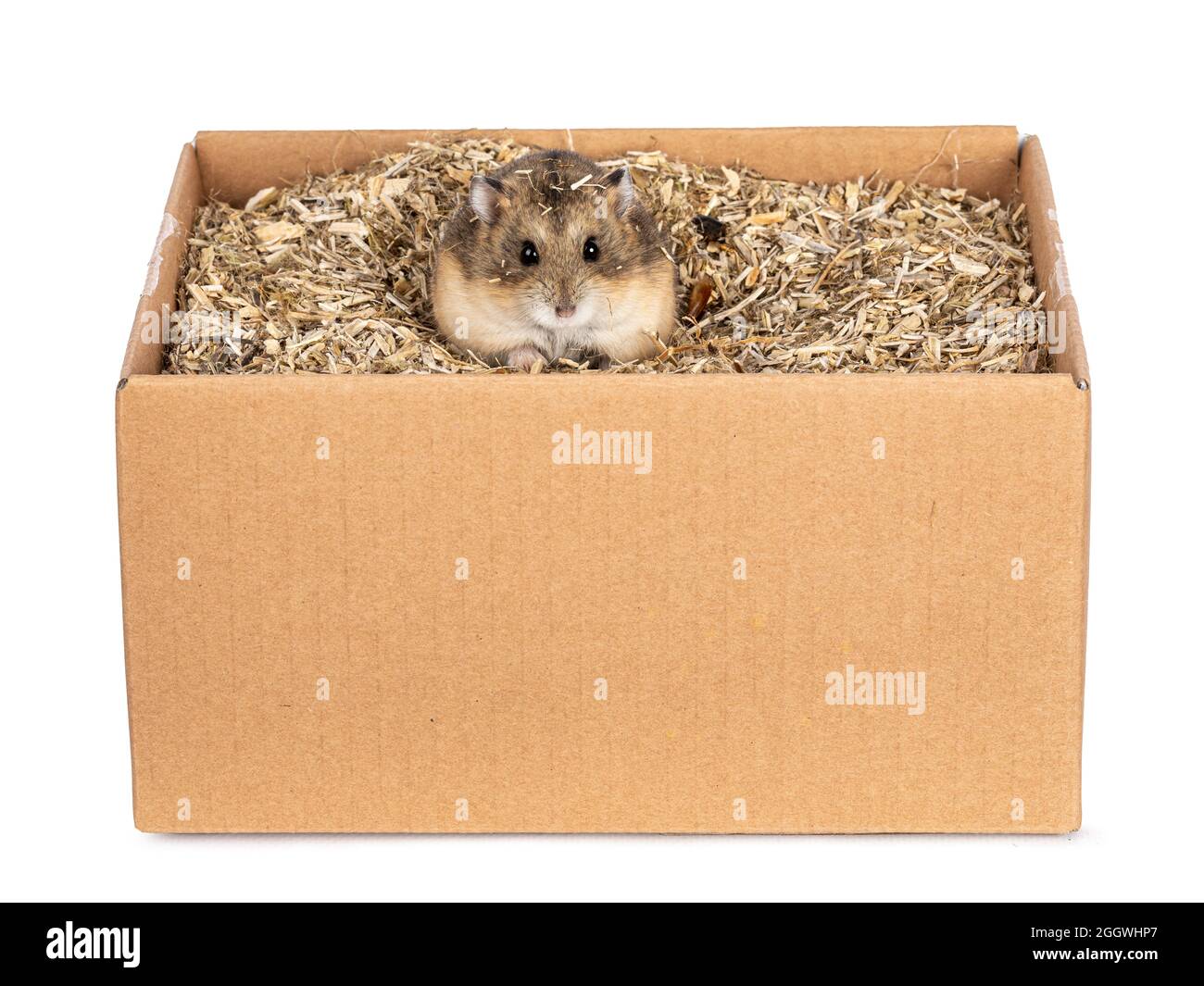 Niedlicher kleiner Hamster, der in einem Karton sitzt. Blick auf die Linse mit beady Augen. Isoliert auf weißem Hintergrund. Stockfoto