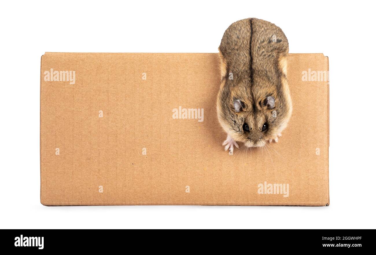 Niedlicher kleiner Hamster, der aus dem Karton entkommen kann. Kopfüber hängen und mit strahlenden Augen über den Rand zum Objektiv schauen. Isoliert auf weißem Hintergrund. Stockfoto