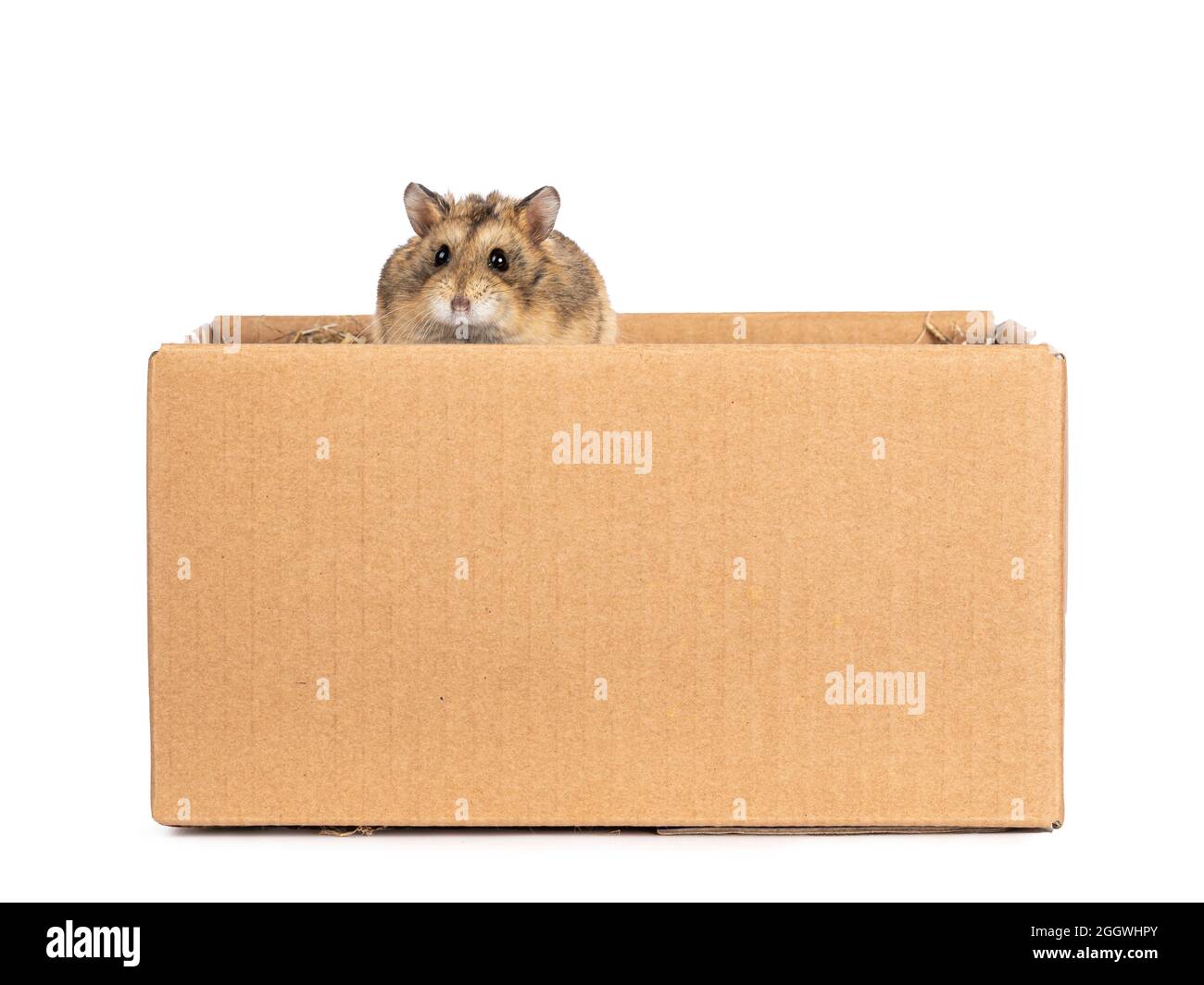 Niedlicher kleiner Hamster, der in einem braunen Karton sitzt. Blick über den Rand zum Objektiv mit strahlenden Augen. Isoliert auf weißem Hintergrund. Stockfoto
