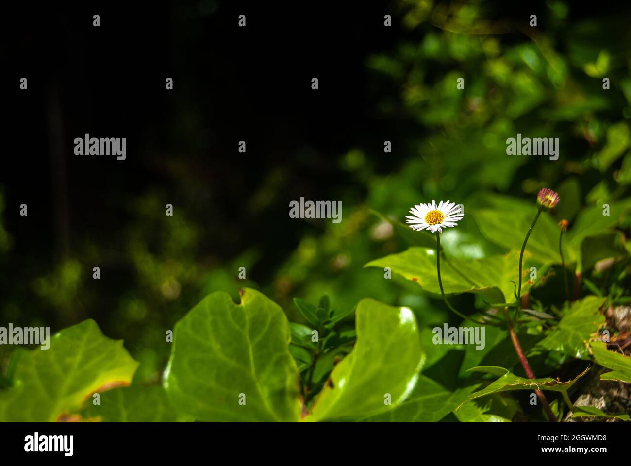Einsame Erigeron annuus weiße Blume zwischen den grünen Blättern - jährliche Fleabane, Daisy Fleabane Stockfoto