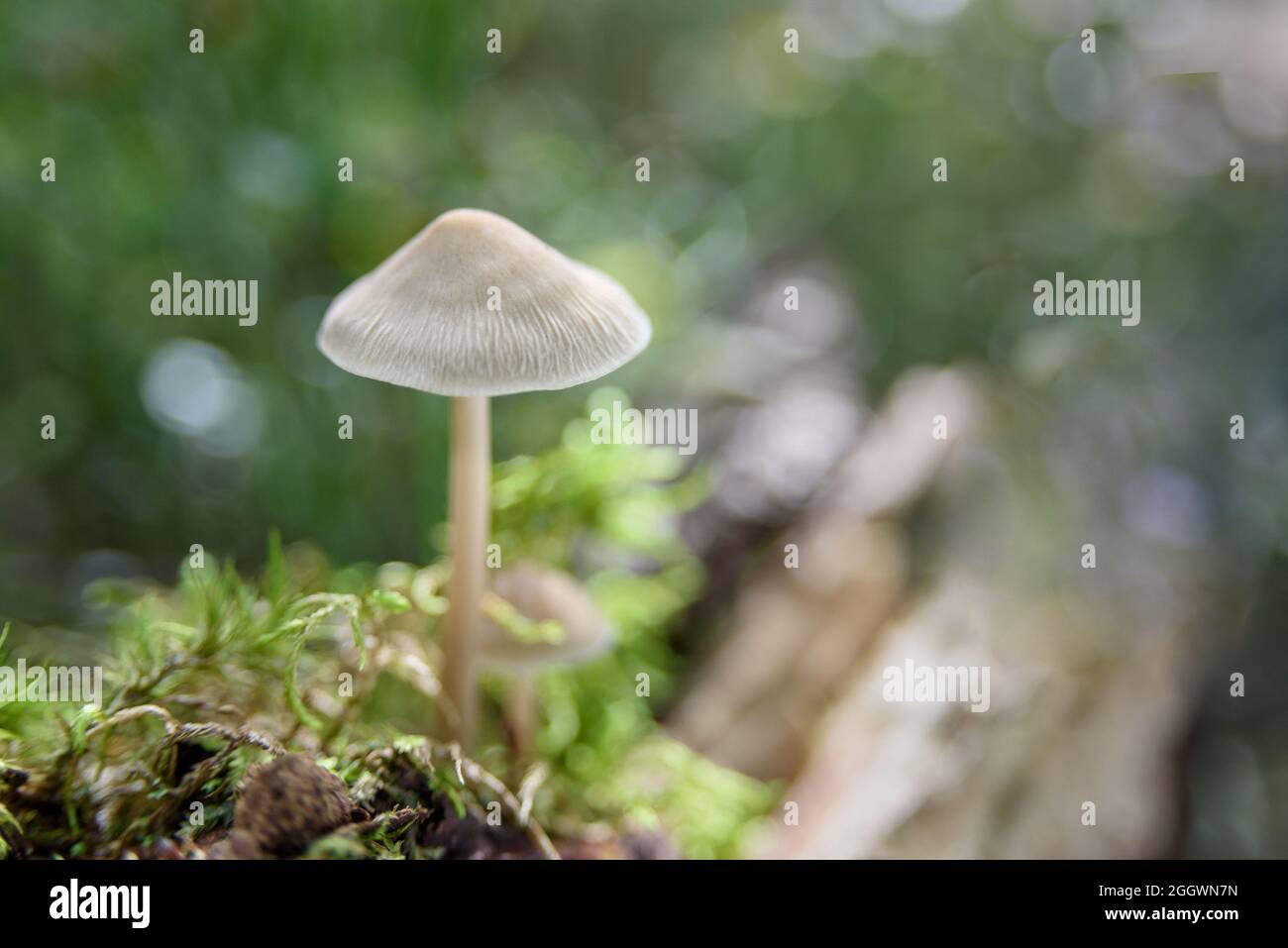 Nicht essbare weiße Pilze im Wald Stockfoto