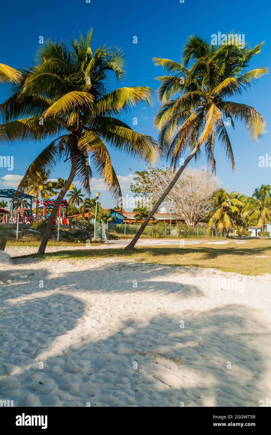 Palmen am Strand in Playa Giron, Kuba. Stockfoto