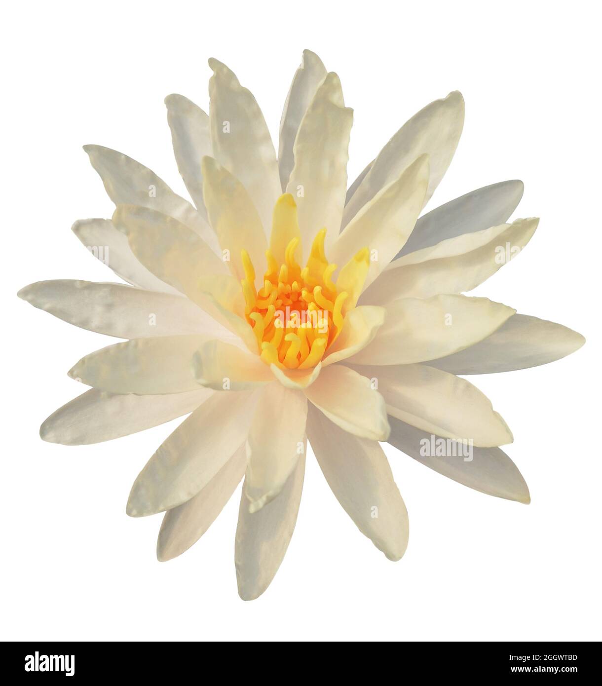 Nahaufnahme schöner weißer Lotus mit gelbem Pollen isoliert auf weißem Hintergrund. Stockfoto