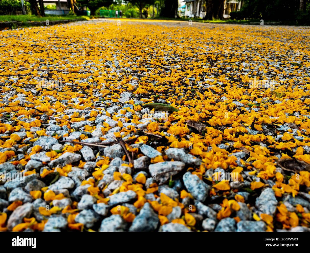 Am Nachmittag fallen kleine, gelbe Blütenblätter auf den Steinboden Stockfoto