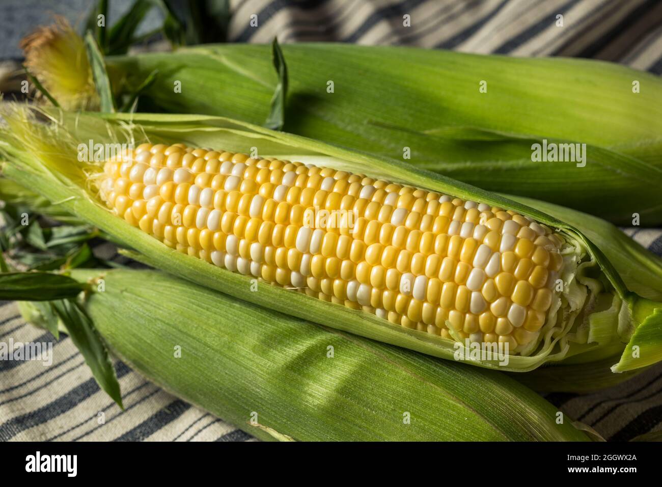 Roher gelber Bio-Mais auf dem Cob im Husk Stockfoto