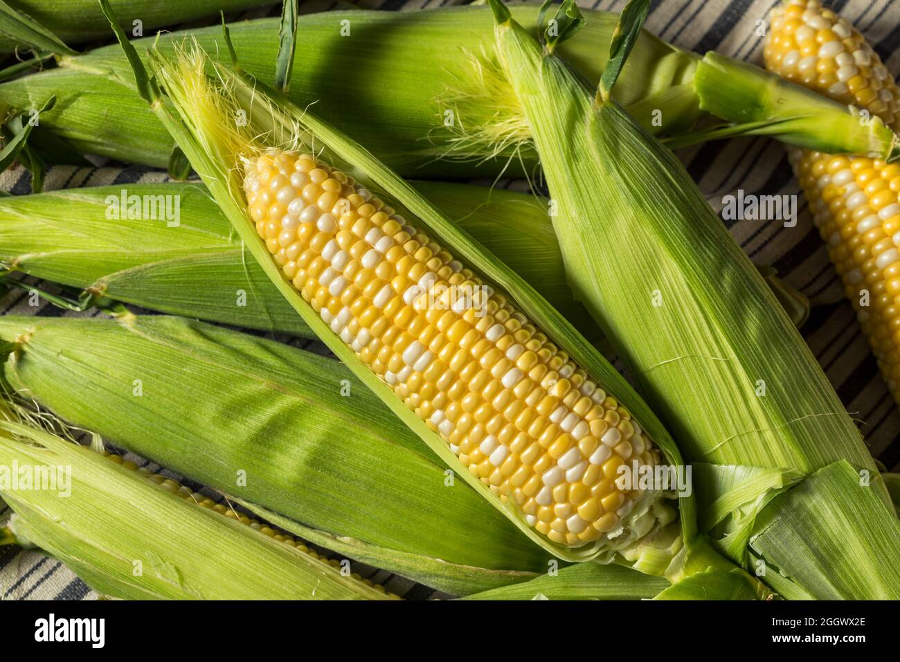 Roher gelber Bio-Mais auf dem Cob im Husk Stockfoto