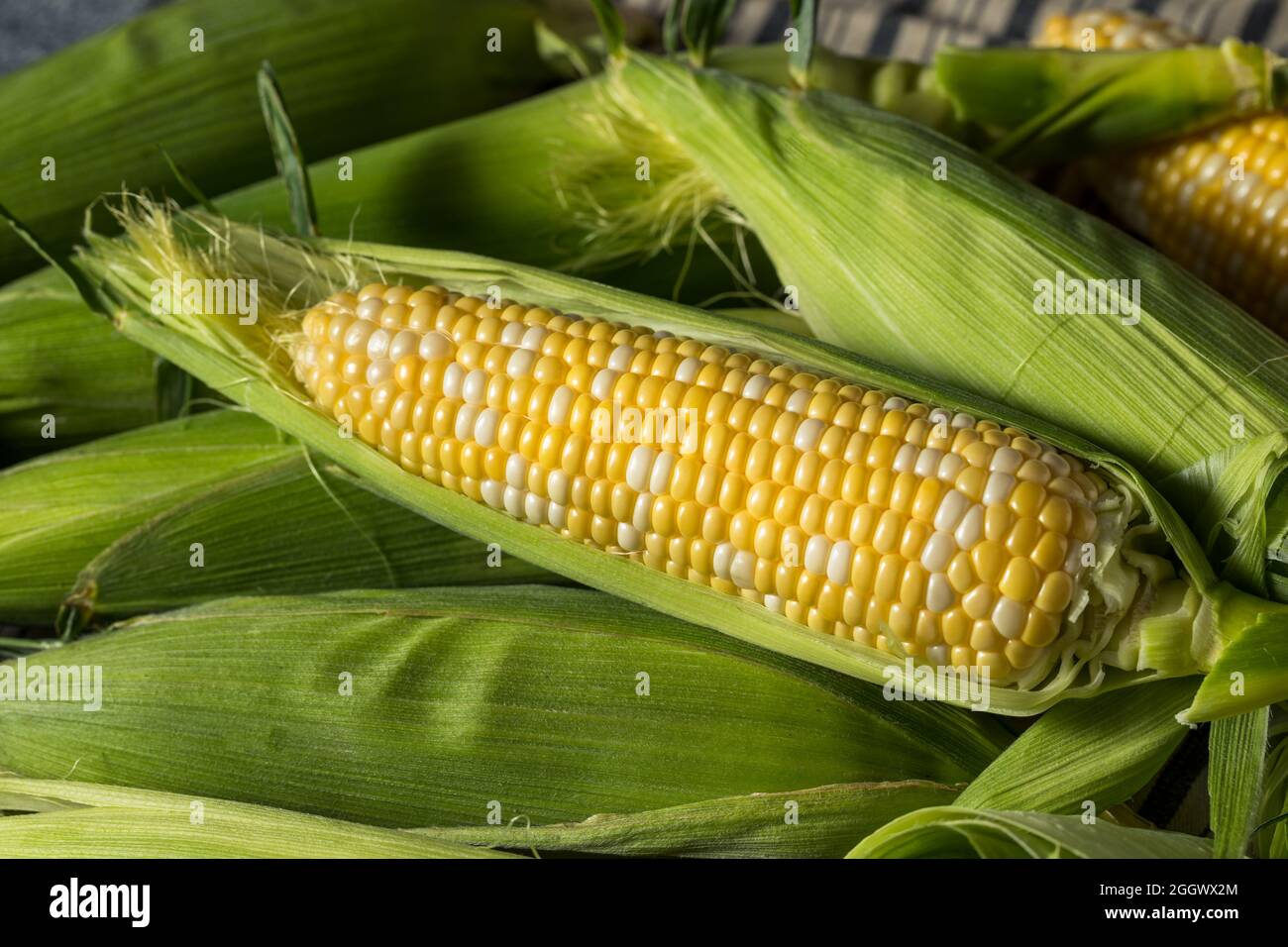 Roher gelber Bio-Mais auf dem Cob im Husk Stockfoto