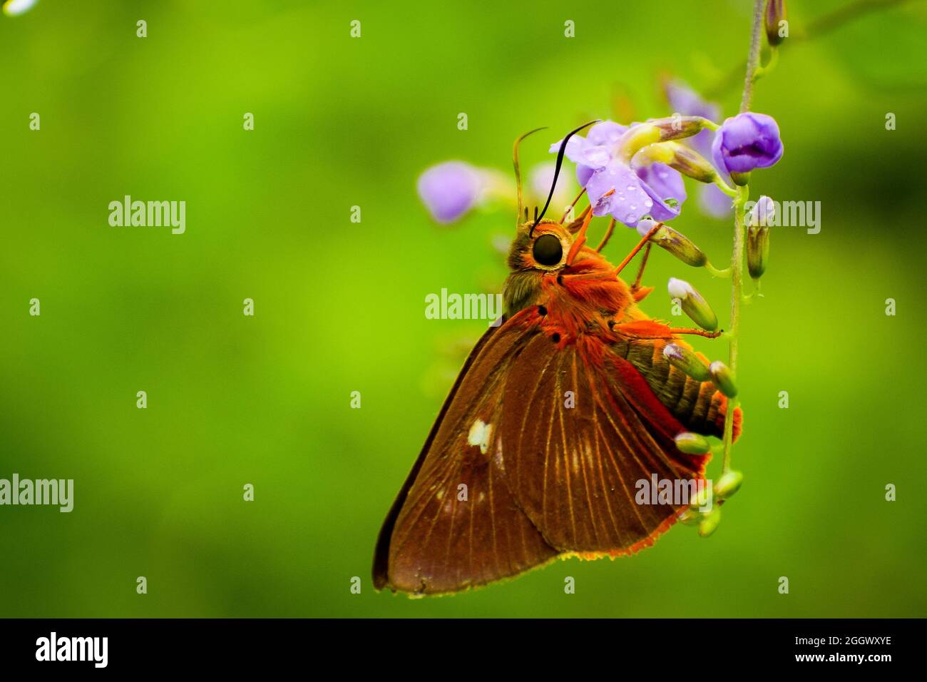 Wunderbare Schmetterling auf Blume . Schöne Schmetterlinge in Indien gemeinsamen Orangen-Awlet ( Burara jaina ) Stockfoto