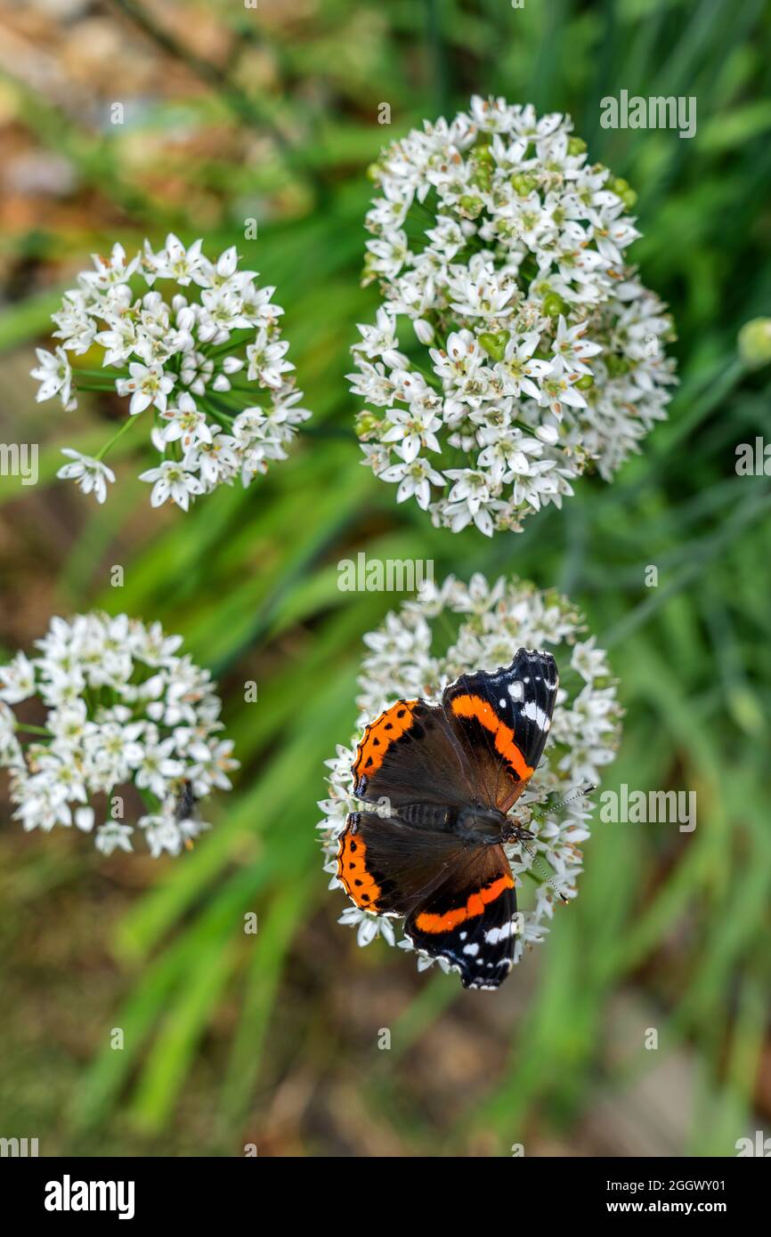 ROTER ADMIRAL-SCHMETTERLING AUF EINER KNOBLAUCHZETTELPFLANZE Stockfoto