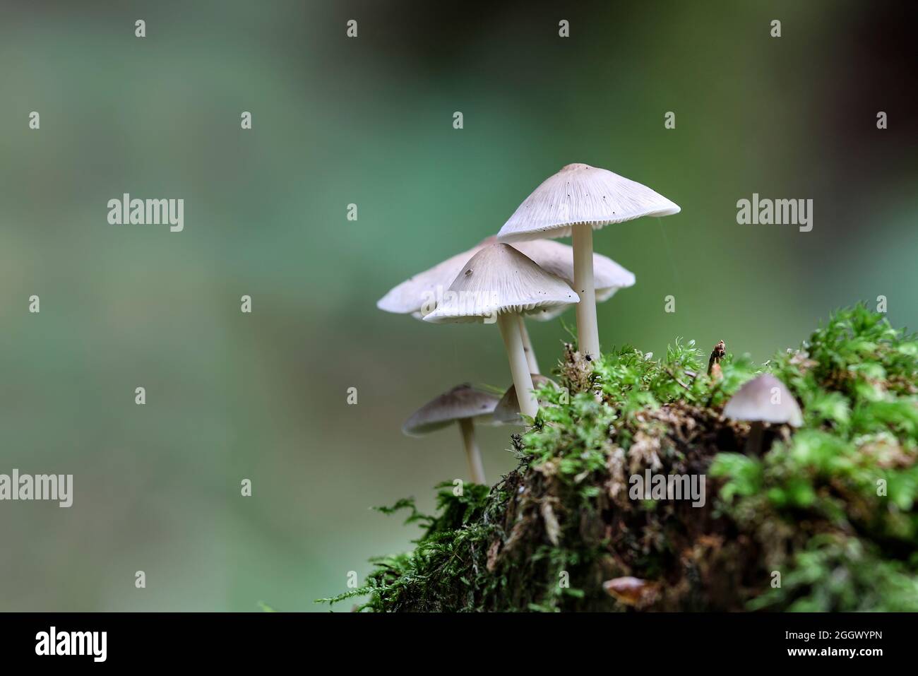 Pilze, die auf einem mosbedeckten Baumstumpf wachsen, Teesdale, County Durham, Großbritannien Stockfoto