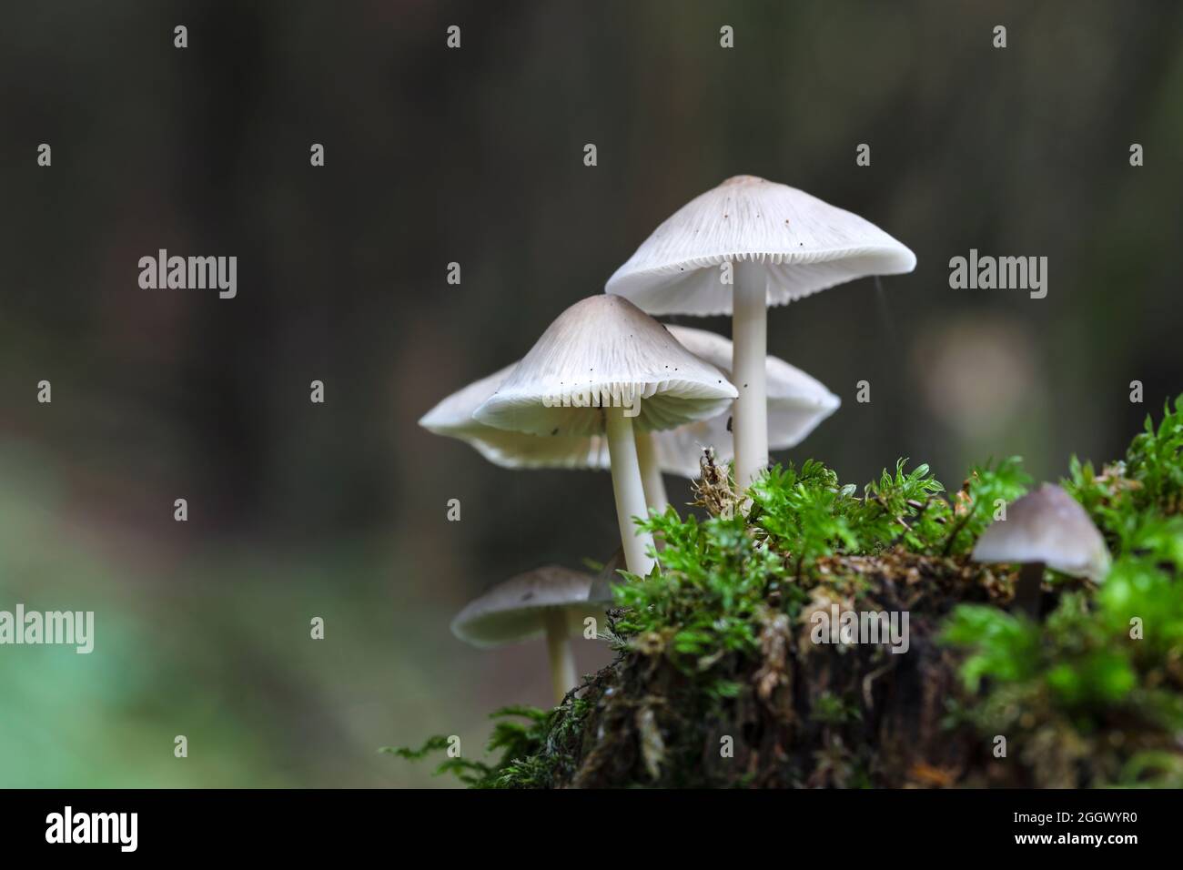 Pilze, die auf einem mit Moos bedeckten Baumstumpf wachsen, Teesdale, County Durham, Großbritannien Stockfoto