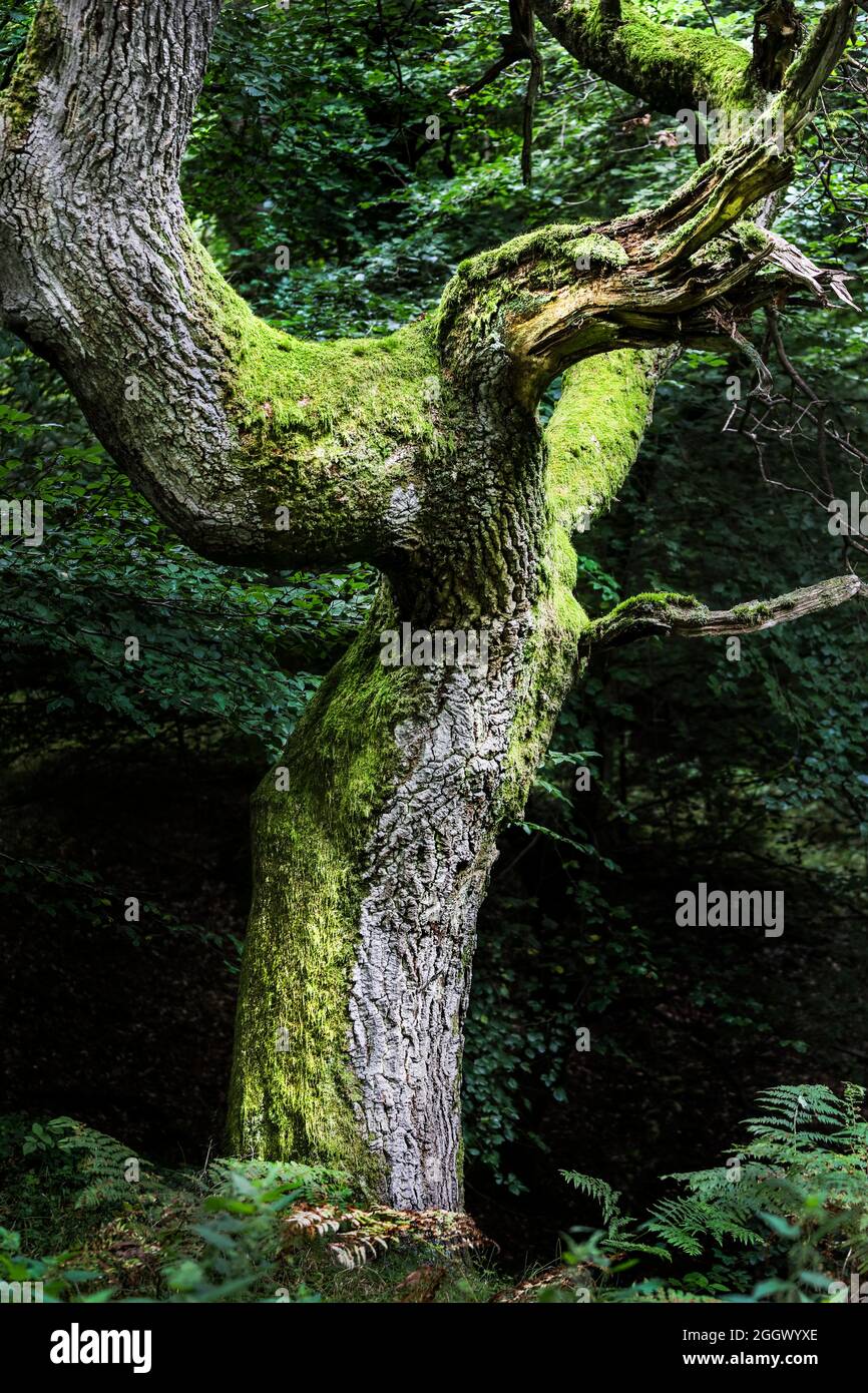 Eine verzerrte und verdrehte Moos bedeckte englische Eiche (Quercus robur), North Pennines, Nordengland, Großbritannien Stockfoto
