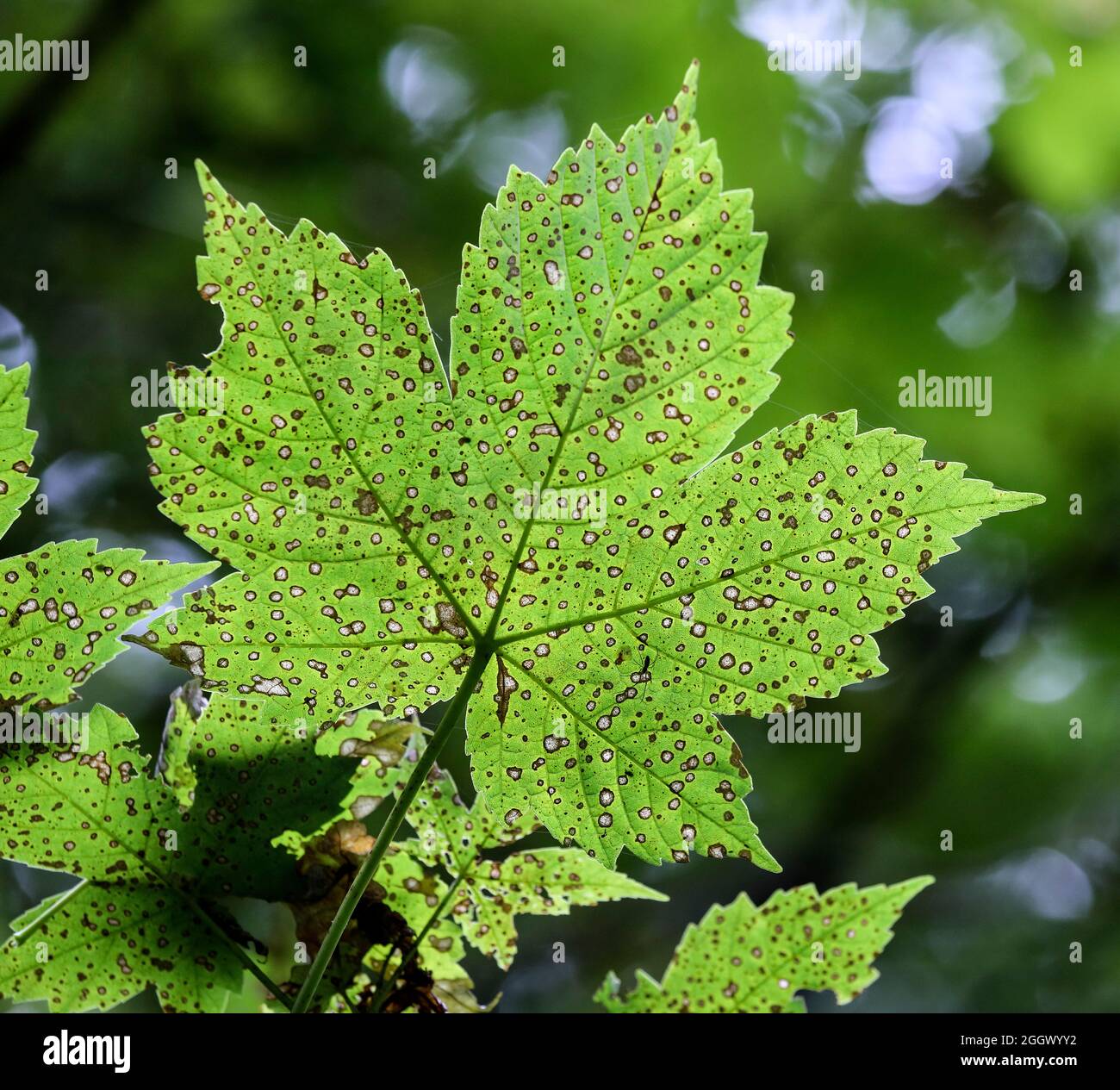 Die Unterseite eines verfallenden Sycamore Leaf (Acer pseudoplatanus), das durch eine Mischung aus Tar Spot Pilz beschädigt und von wirbellosen Tieren gegessen wurde Stockfoto