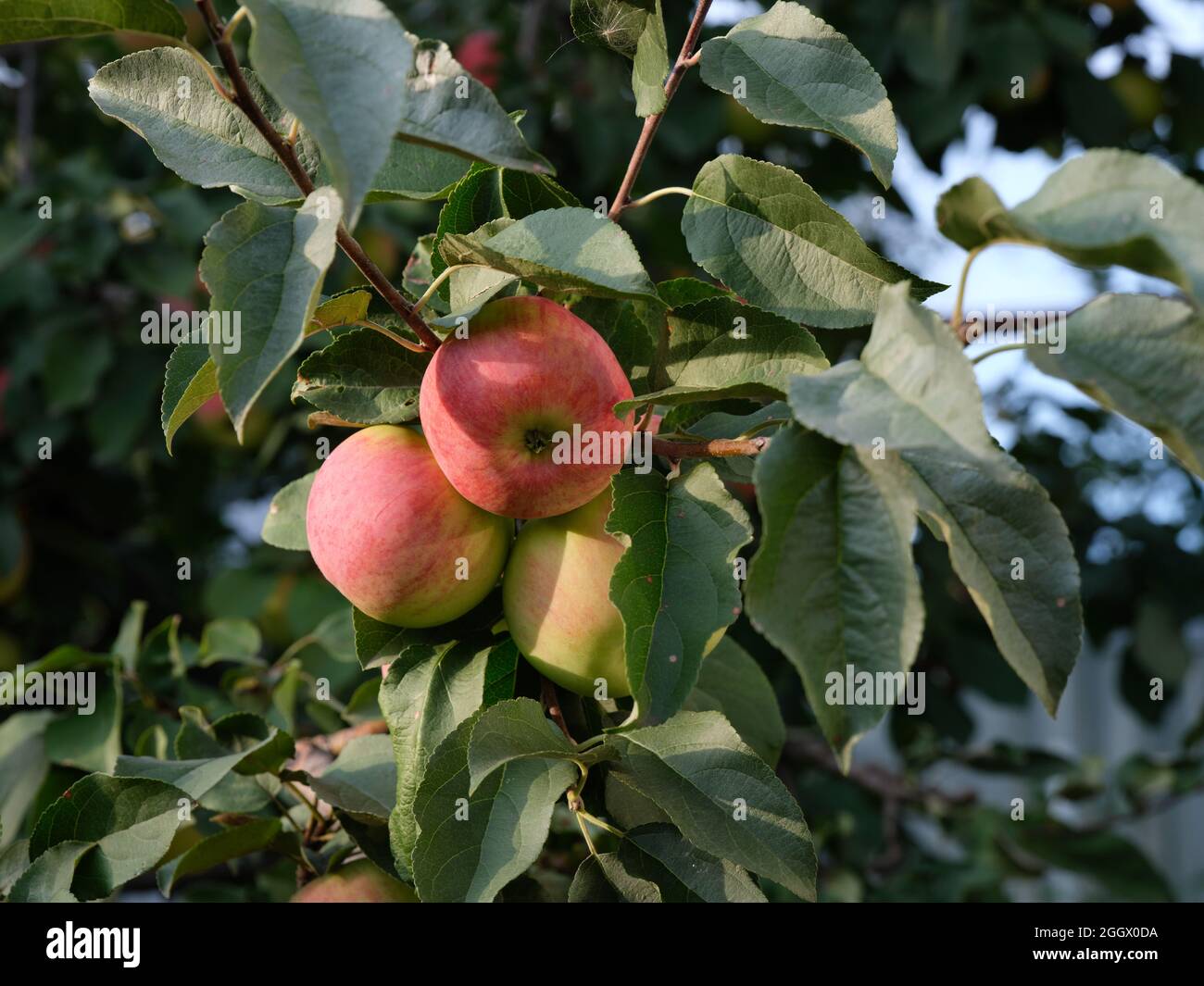 Rote Bio-Äpfel wachsen auf einem Apfelbaum. Nahaufnahme. Stockfoto
