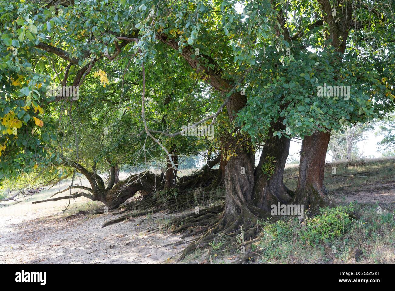 Flatterulme, in den Elbtalauen, Auen, Rinde, Borke, Stamm, Wurzeln, Flatter-Ulme, Ulme, Flatterrüster, Blatt, Blätter, Ulmus laevis, Ulmus effusa, EUR Stockfoto Flatterulme, in den Elbtalauen, Auen, Rinde, Borke, Stamm, Wurzeln, Flatter-Ulme, Ulme, Flatterrüster, Blatt, Blätter, Ulmus laevis, Ulmus effusa, EUR Stockfoto