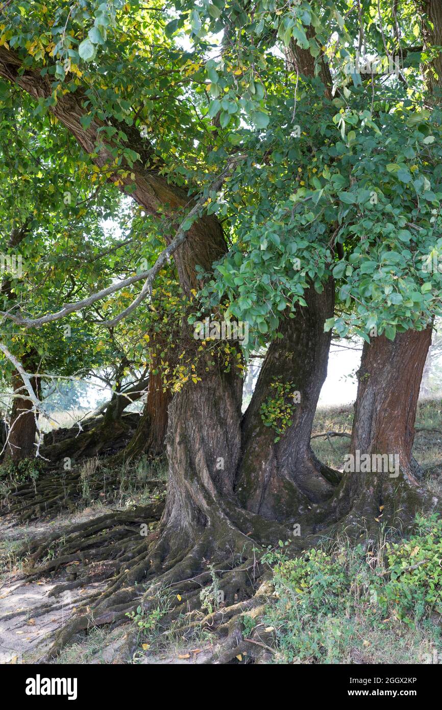 Flatterulme, in den Elbtalauen, Auen, Rinde, Borke, Stamm, Wurzeln, Flatter-Ulme, Ulme, Flatterrüster, Blatt, Blätter, Ulmus laevis, Ulmus effusa, EUR Stockfoto Flatterulme, in den Elbtalauen, Auen, Rinde, Borke, Stamm, Wurzeln, Flatter-Ulme, Ulme, Flatterrüster, Blatt, Blätter, Ulmus laevis, Ulmus effusa, EUR Stockfoto