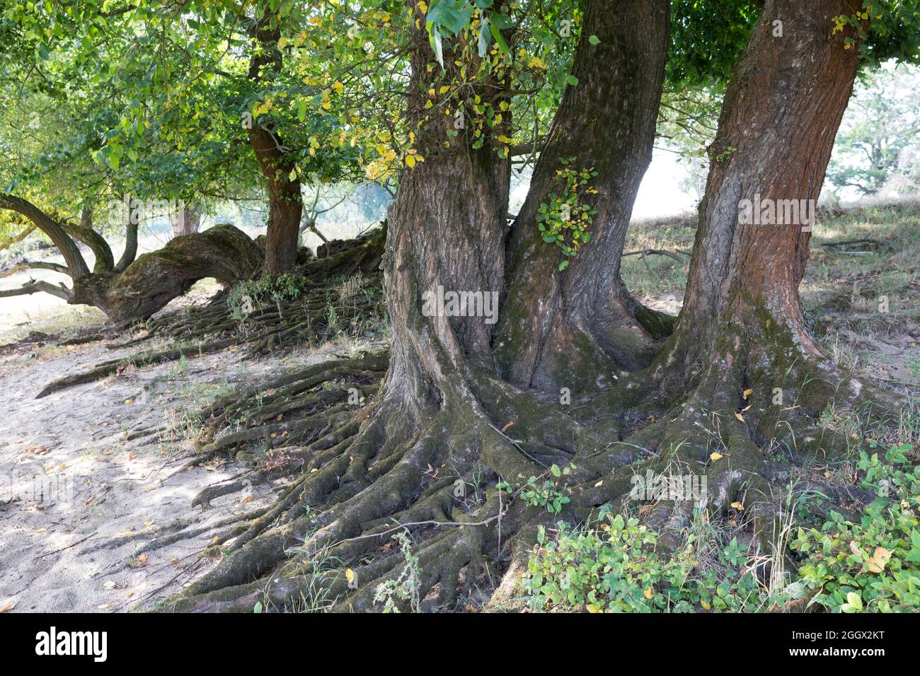 Flatterulme, in den Elbtalauen, Auen, Rinde, Borke, Stamm, Wurzeln, Flatter-Ulme, Ulme, Flatterrüster, Blatt, Blätter, Ulmus laevis, Ulmus effusa, EUR Stockfoto Flatterulme, in den Elbtalauen, Auen, Rinde, Borke, Stamm, Wurzeln, Flatter-Ulme, Ulme, Flatterrüster, Blatt, Blätter, Ulmus laevis, Ulmus effusa, EUR Stockfoto
