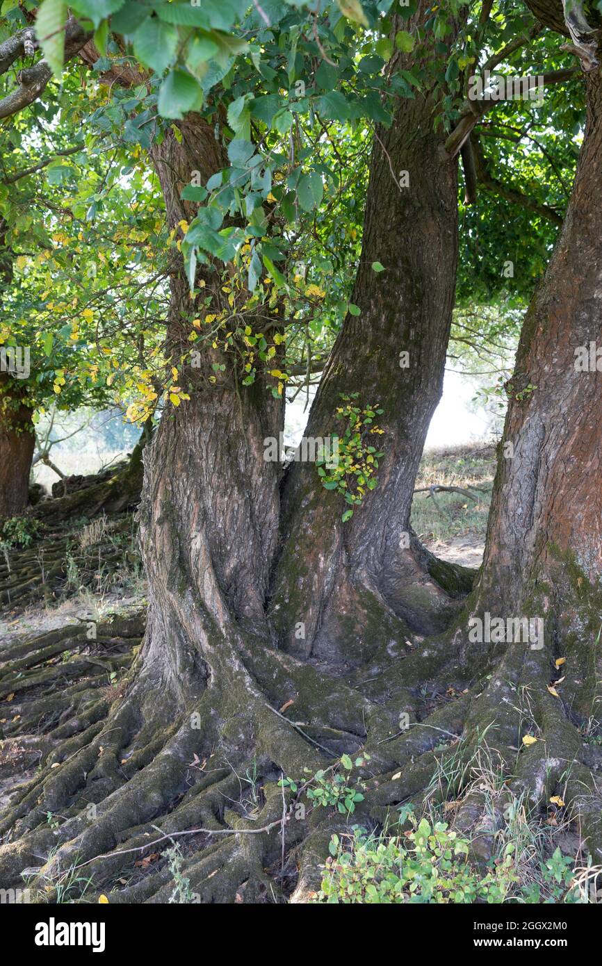 Flatterulme, in den Elbtalauen, Auen, Rinde, Borke, Stamm, Wurzeln, Flatter-Ulme, Ulme, Flatterrüster, Blatt, Blätter, Ulmus laevis, Ulmus effusa, EUR Stockfoto Flatterulme, in den Elbtalauen, Auen, Rinde, Borke, Stamm, Wurzeln, Flatter-Ulme, Ulme, Flatterrüster, Blatt, Blätter, Ulmus laevis, Ulmus effusa, EUR Stockfoto