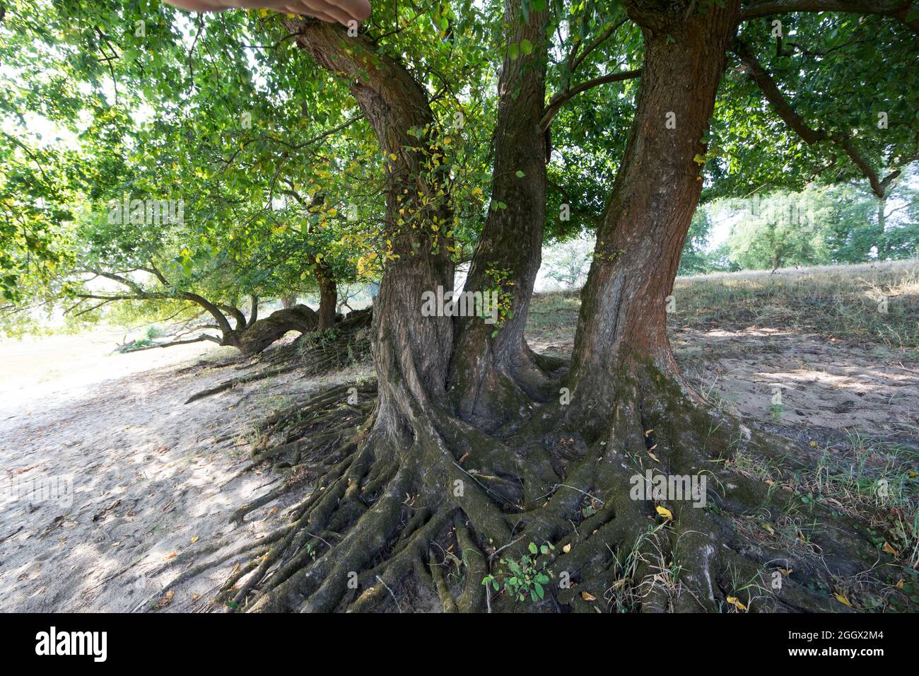 Flatterulme, in den Elbtalauen, Auen, Rinde, Borke, Stamm, Wurzeln, Flatter-Ulme, Ulme, Flatterrüster, Blatt, Blätter, Ulmus laevis, Ulmus effusa, EUR Stockfoto Flatterulme, in den Elbtalauen, Auen, Rinde, Borke, Stamm, Wurzeln, Flatter-Ulme, Ulme, Flatterrüster, Blatt, Blätter, Ulmus laevis, Ulmus effusa, EUR Stockfoto